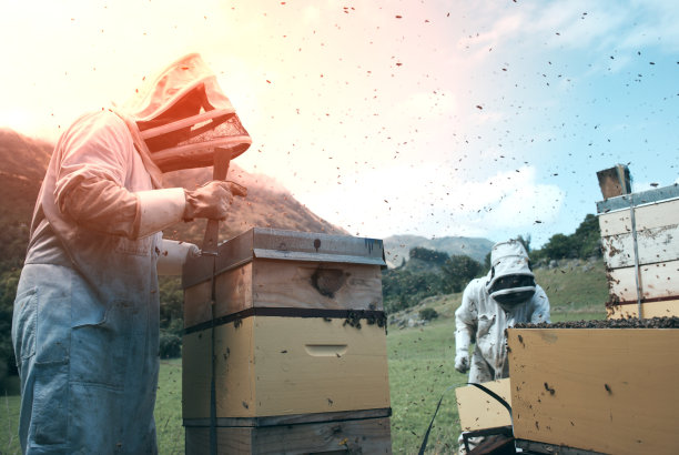 与蜂箱一起工作的养蜂人图片下载
