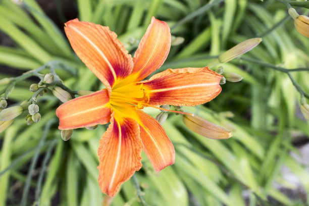 在明亮的绿色热带树叶自然背景下，橙色百合的奇异花朵照片。特写镜头图片下载