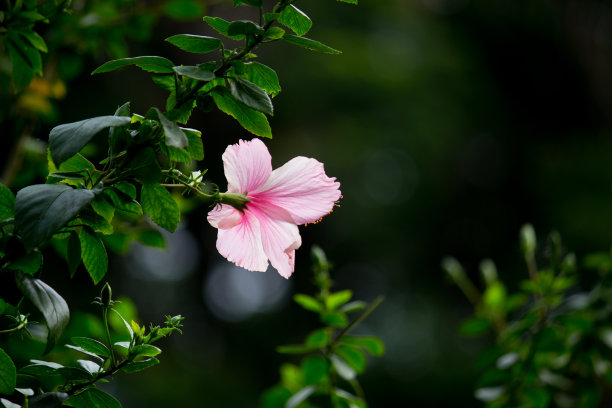 植物图片素材ID：319345158