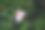 植物图片素材ID：319345158