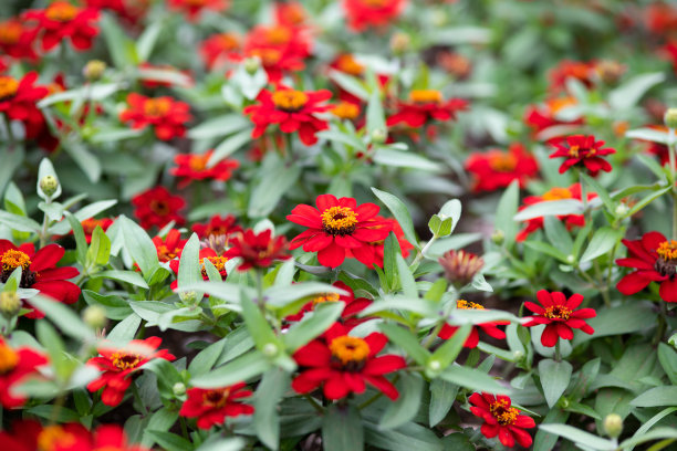 植物图片素材ID：319348824