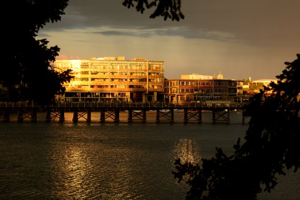 野鸭小鸭图片下载