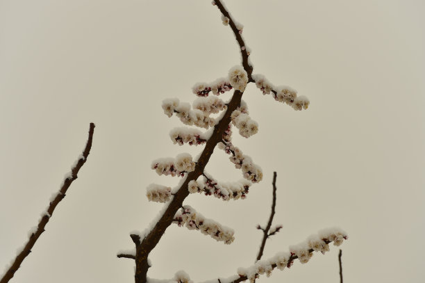 美丽的杏花图片下载