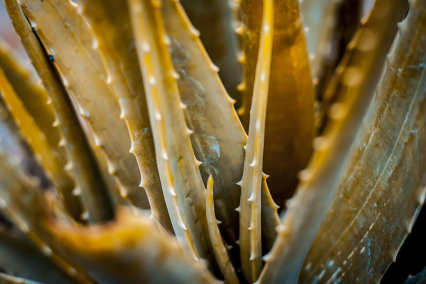 淡黄色芦荟植物或A. barbadensis Mill。图片下载