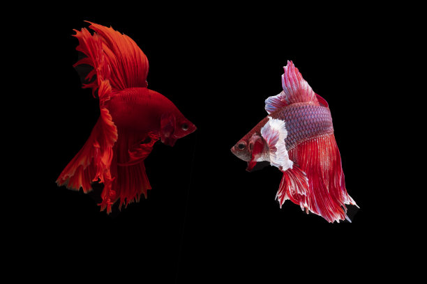 暹罗斗鱼图片下载