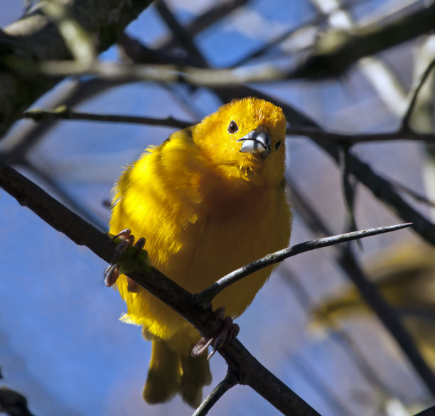 非洲韦弗鸟图片下载