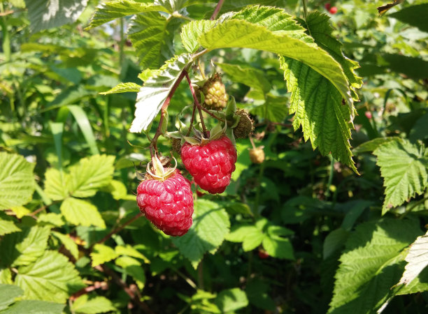 生长在树枝上的覆盆子图片下载