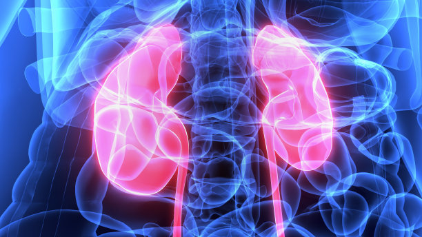 3d插图人体器官(肾脏)解剖图片下载