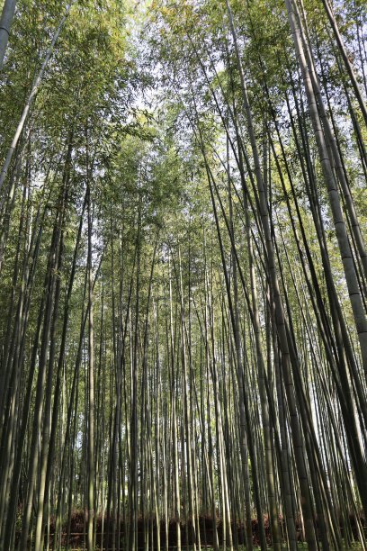 竹子的京都图片下载
