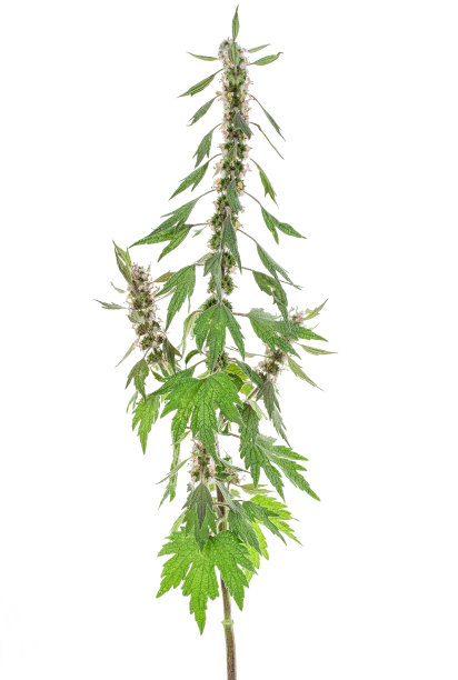 盛开的益母草或益母草在白色的背景图片下载