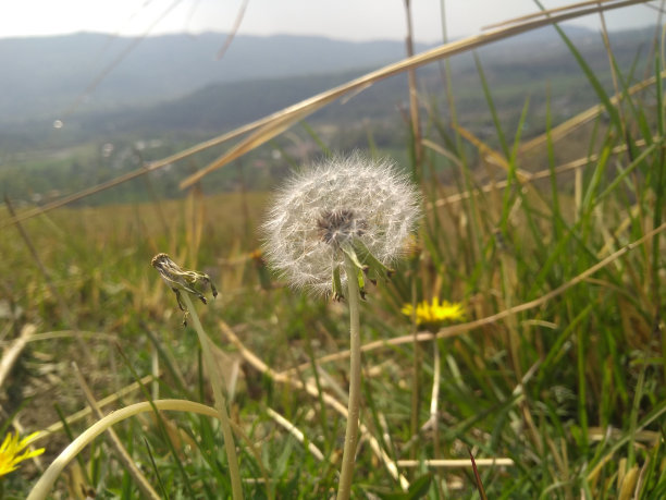神奇的花图片下载