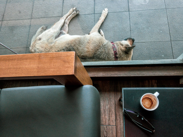 右下角是喝完的咖啡杯，旁边放着眼镜，照片上方是正在睡觉的狗图片下载