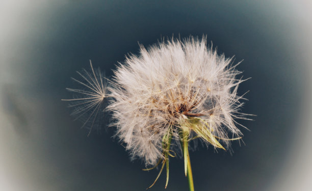 夏天花海洋自然天空蒲公英乌克兰图片下载