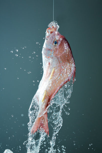 鱼的飞溅图片下载