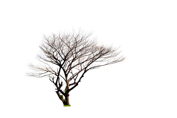 枯死的树在白色的背景孤立图片下载