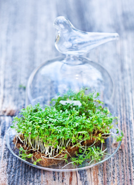 独行菜图片下载