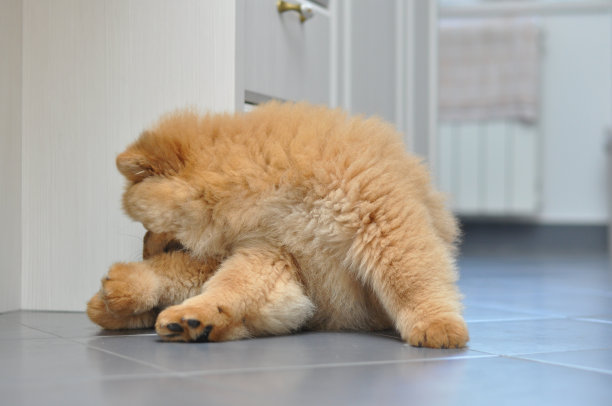 松狮犬抓跳蚤图片下载