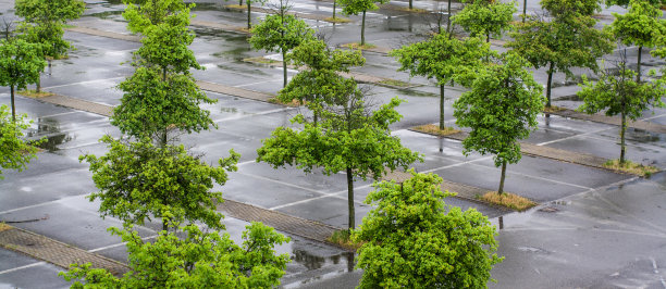 停车场上有一些树图片下载