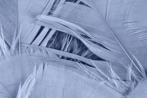 模糊羽毛羊毛暗黑色与浅色抽象背景图片下载