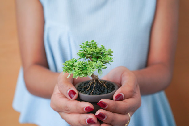 植物图片素材ID：319395300