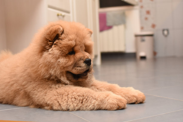 家里有一只松狮犬图片下载