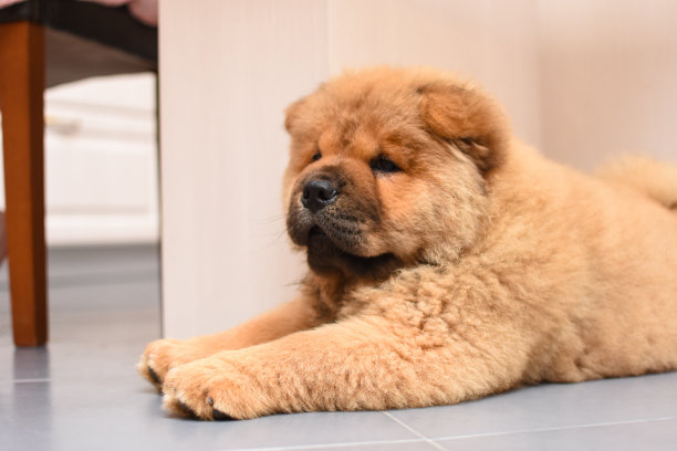 家里有一只松狮犬图片下载