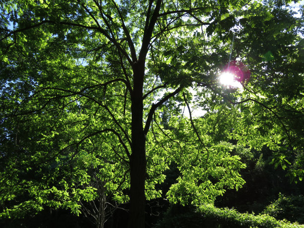 森林里的阳光树图片下载