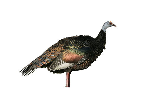 明眼火鸡，肉鸡图片下载