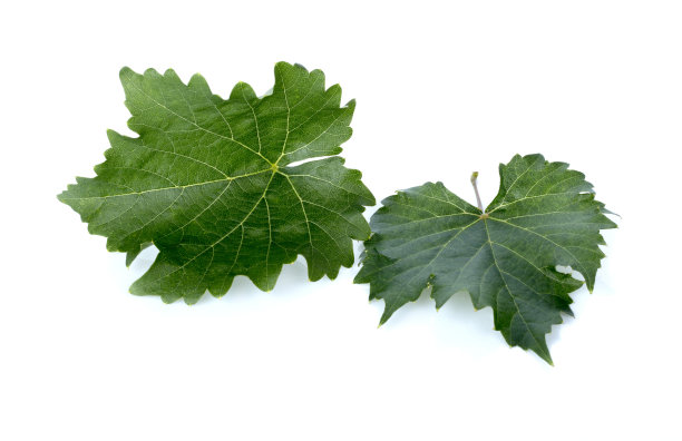 葡萄叶子孤立在白色。图片下载