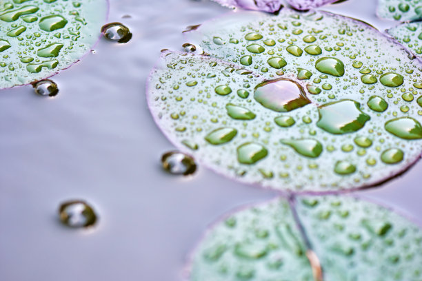 荷花的叶子在大自然的背景下。图片下载