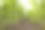 植物图片素材ID：319404420