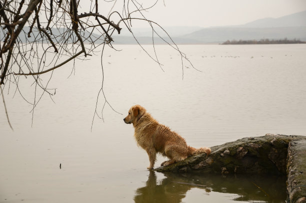 狗坐在海边的岩石上图片下载