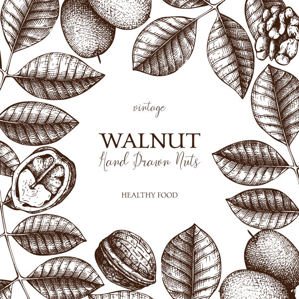 向量核桃设计图片下载