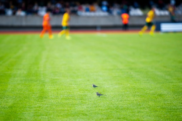 足球场上栖息的鸟儿图片下载