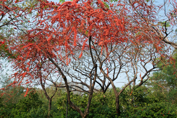 公园里有红花树图片下载