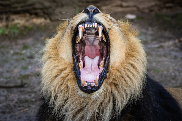 亚洲狮打呵欠图片下载