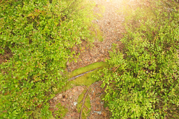 夏天的照片。森林里一条长满青苔和树根的狭窄道路图片下载