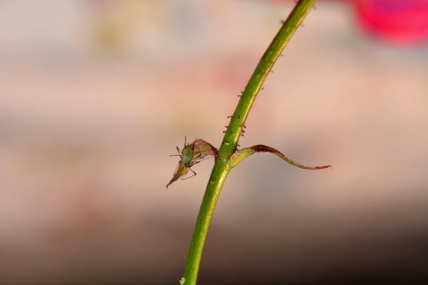 蚜虫的茎上有足够的文字空间图片下载