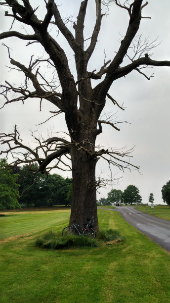 没有叶子的树图片下载