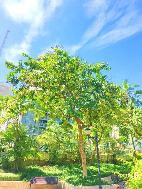 夏季曼谷花园城市公园图片下载