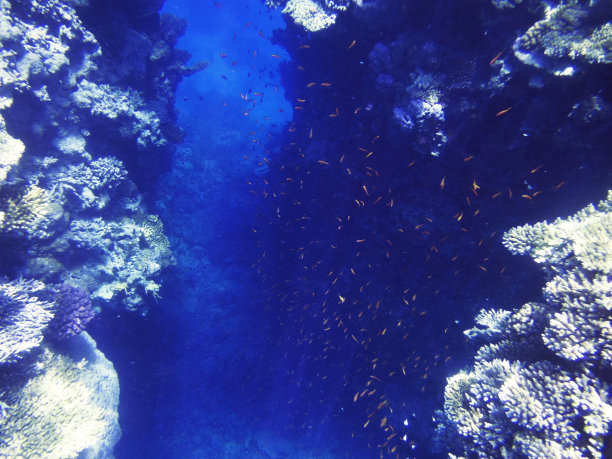 热带海洋中五颜六色的珊瑚。图片下载