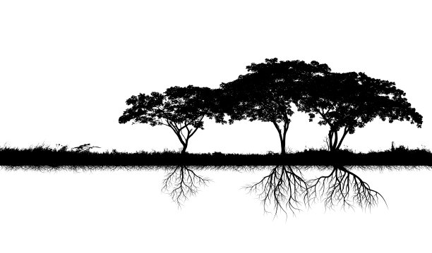 大树的轮廓图片下载