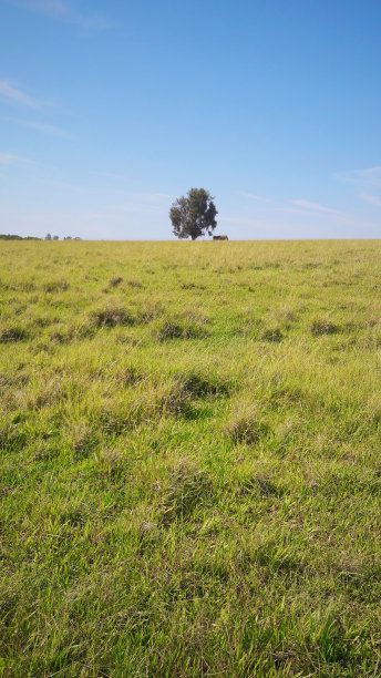 农场上的极简主义者。图片下载