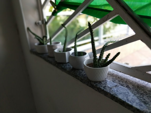 小仙人掌图片下载