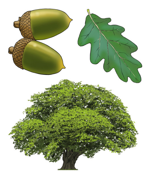 老橡树，有叶子和水果的细节图片下载