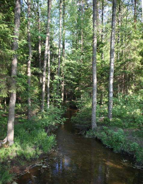 松林和冷杉林，湖泊和河流图片下载