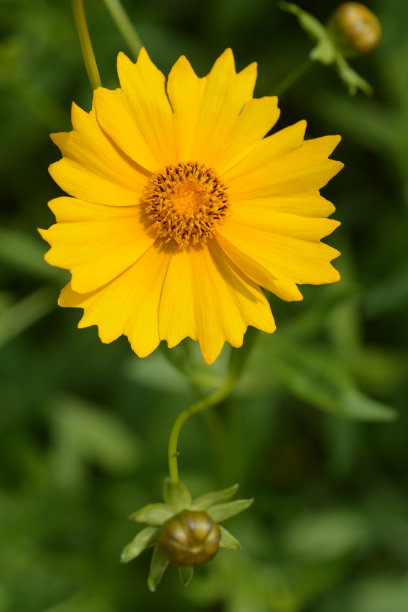 明星tickseed图片下载