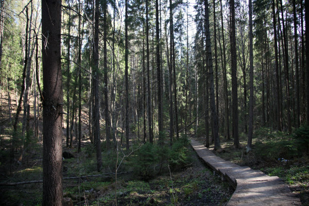 森林中有松树和冷杉，有木传图片下载