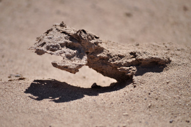 蛇一般的图片下载