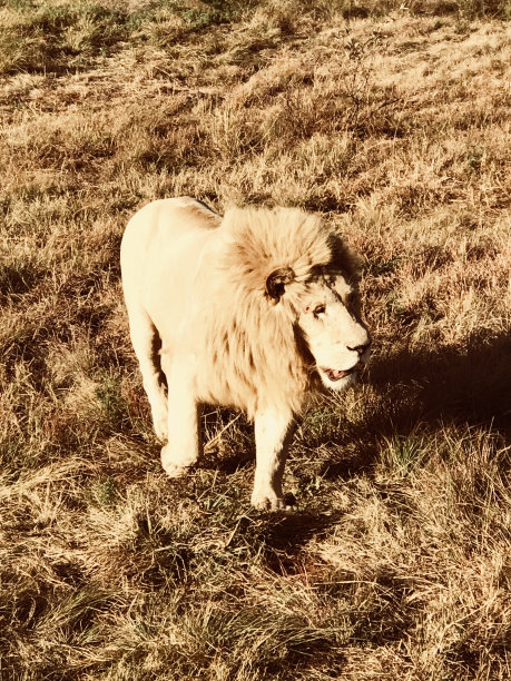 狮子徘徊图片下载